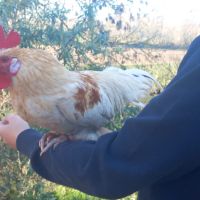 Coqs nains race chabot a vendre #4