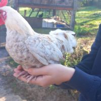 Coqs nains race chabot a vendre