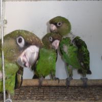 Perroquets à calotte rouge (jardines)