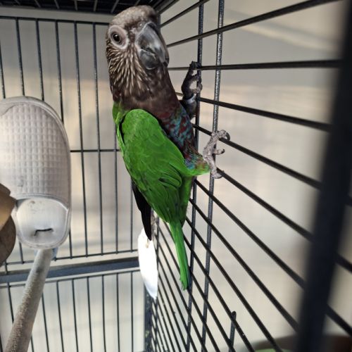 Perroquet du maillé #1