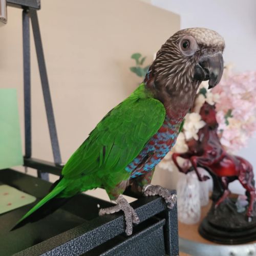 Perroquet du maillé #0