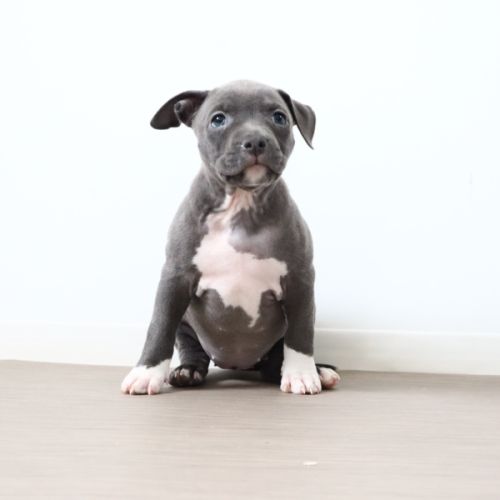 Chiots américain staff bleu lof dispo de suite #1