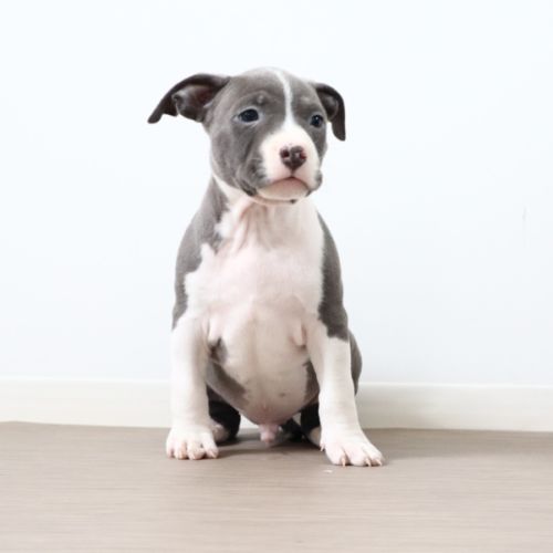 Chiots américain staff bleu lof dispo de suite #3