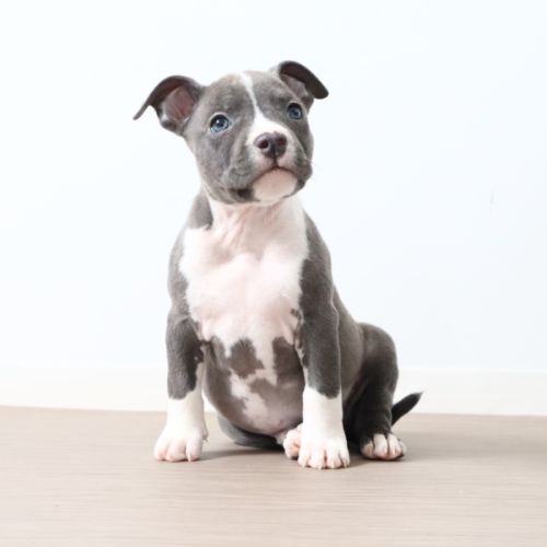 Chiots américain staff bleu lof dispo de suite