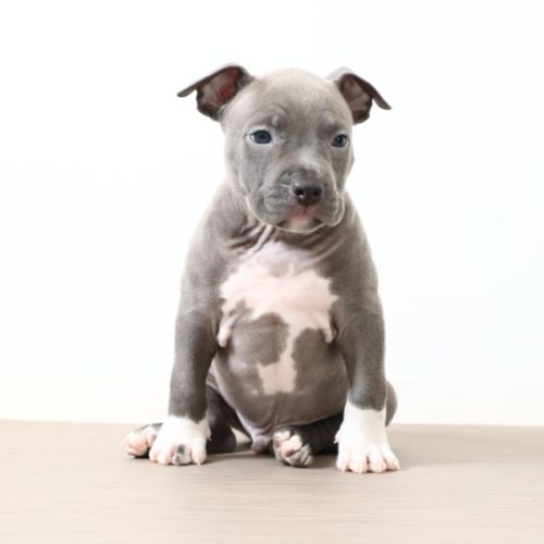 Chiots américain staff bleu lof dispo de suite #5