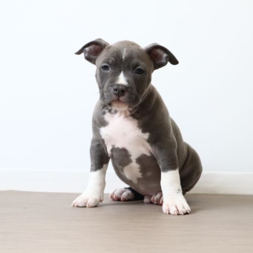 Chiots américain staff bleu lof dispo de suite #6