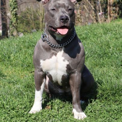 Chiots américain staff bleu lof dispo de suite #8