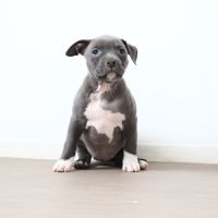 Chiots américain staff bleu lof dispo de suite #1