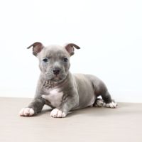 Chiots américain staff bleu lof dispo de suite #2