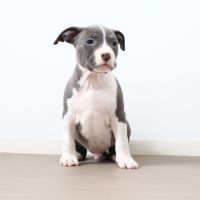 Chiots américain staff bleu lof dispo de suite #3