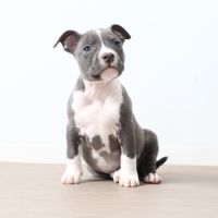 Chiots américain staff bleu lof dispo de suite #0