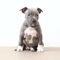 Chiots américain staff bleu lof dispo de suite #5