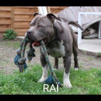 Chiots américain staff bleu lof dispo de suite #7