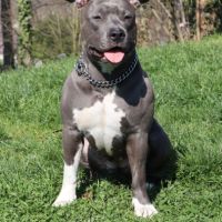 Chiots américain staff bleu lof dispo de suite #8