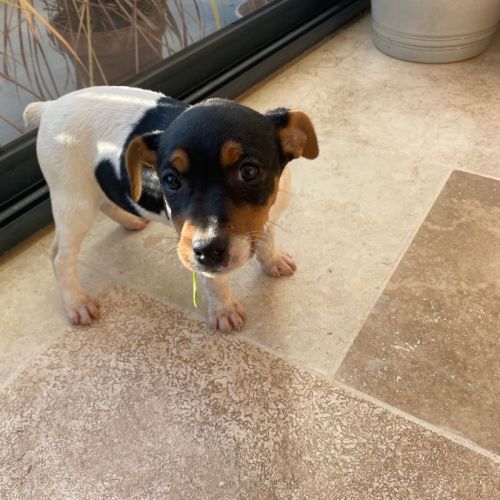 Chiots femelles jack russel #1