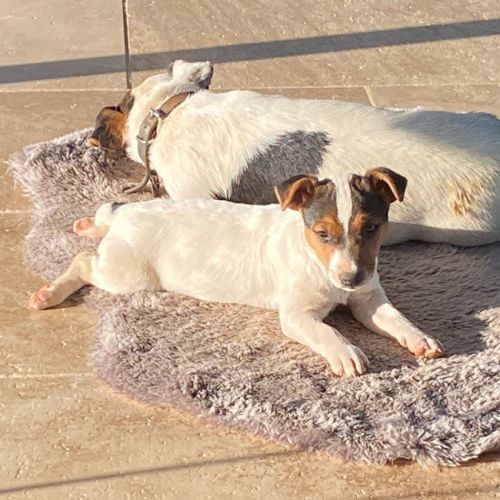 Chiots femelles jack russel #2