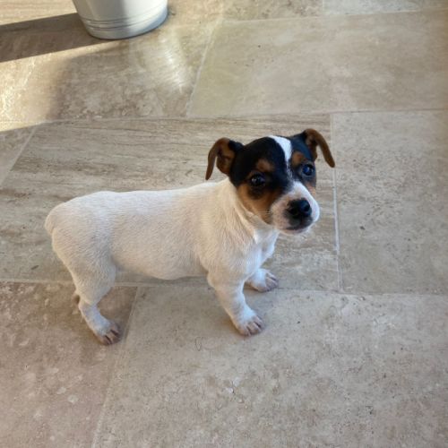 Chiots femelles jack russel #3