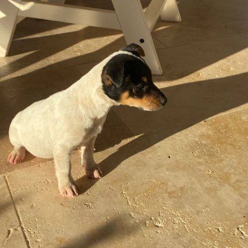 Chiots femelles jack russel #0