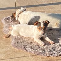 Chiots femelles jack russel #2
