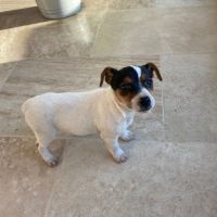 Chiots femelles jack russel #3
