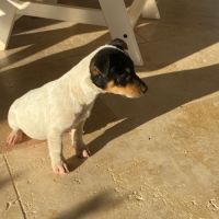 Chiots femelles jack russel
