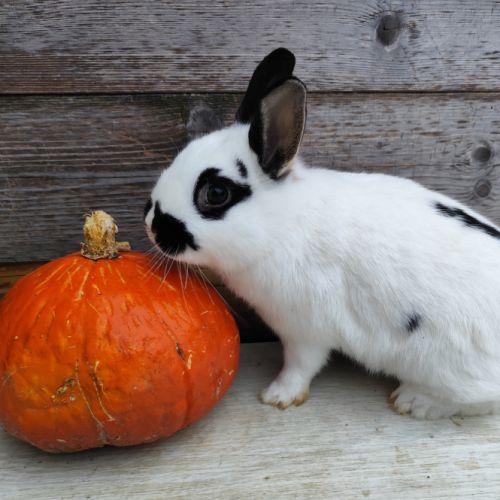Lapin nain, minilop, géant papillon