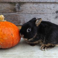 Lapin nain, minilop, géant papillon #2