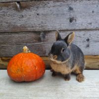 Lapin nain, minilop, géant papillon #4