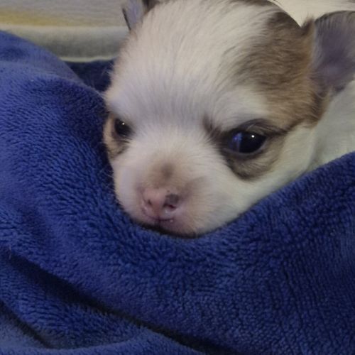 Chihuahua   poils  long #1