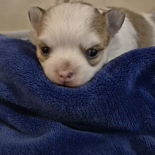 Chihuahua   poils  long #0