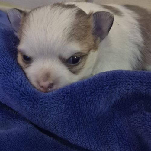 Chihuahua   poils  long #3