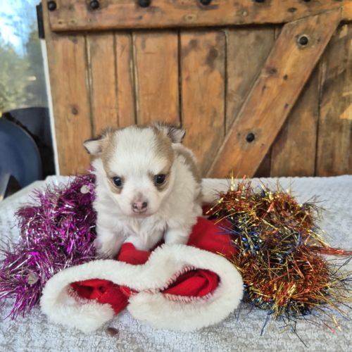 Chihuahua   poils  long #2