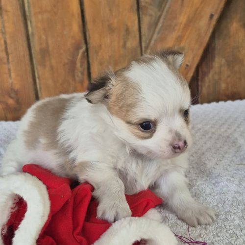 Chihuahua   poils  long #3