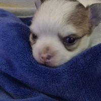 Chihuahua   poils  long #1