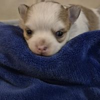 Chihuahua   poils  long