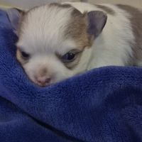 Chihuahua   poils  long #3