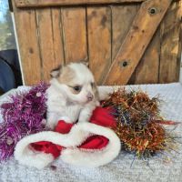 Chihuahua   poils  long