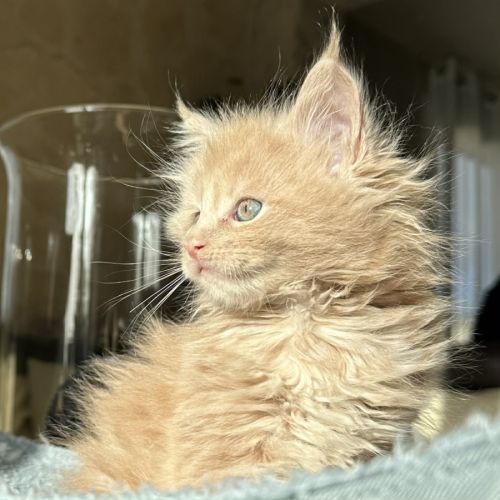 Chatons maine coon loof à réserver #0