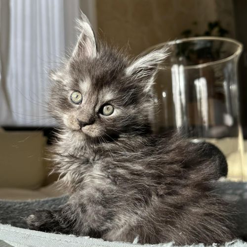 Chatons maine coon loof à réserver #3