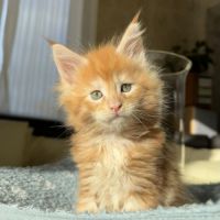 Chatons maine coon loof à réserver #2