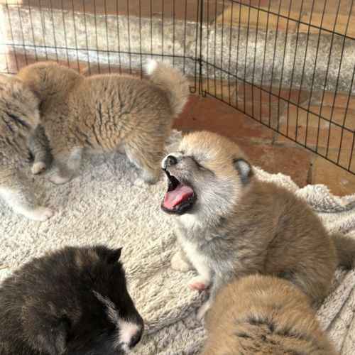 Chiots akita inu #0