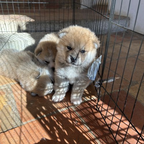 Chiots akita inu #4