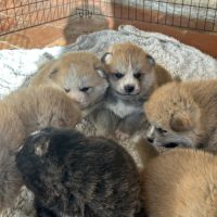 Chiots akita inu #2