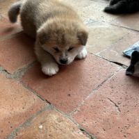 Chiots akita inu #6
