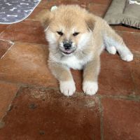 Chiots akita inu #7