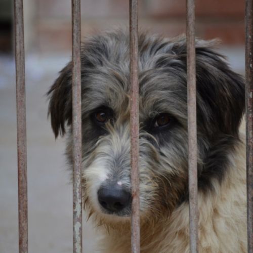 Chopo, 1 an, magnifique croisé berger à adopter #1