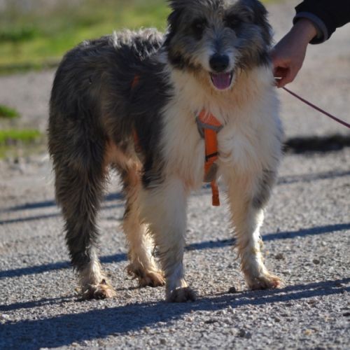 Chopo, 1 an, magnifique croisé berger à adopter #2