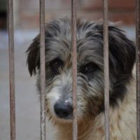 Chopo, 1 an, magnifique croisé berger à adopter #1