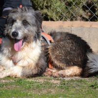 Chopo, 1 an, magnifique croisé berger à adopter #0