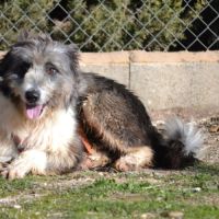 Chopo, 1 an, magnifique croisé berger à adopter #4